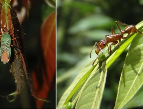 Coexistence, Herbivore Host Choice